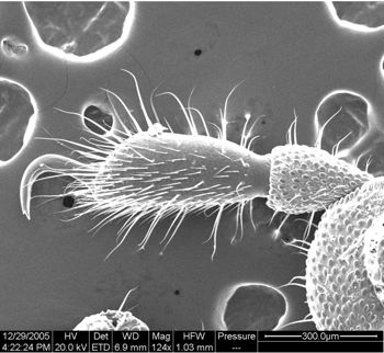 Media type: image;   Invertebrate Zoology 134654